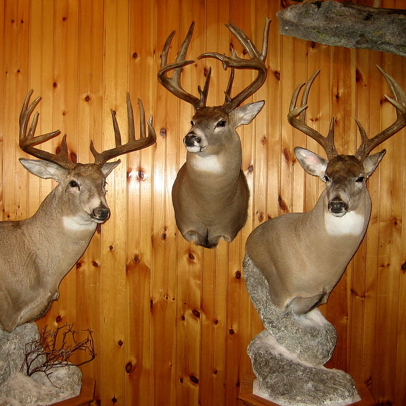 Deer, animal, gun, hunt, trophy, HD phone wallpaper