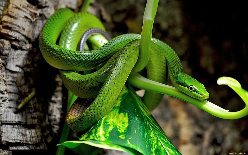 Snake, Reptiles, Animal, HD wallpaper | Peakpx