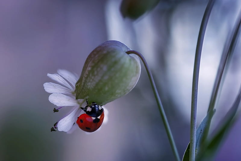 Ladybug, Macro, Flowers, Beetle, Nature, HD wallpaper