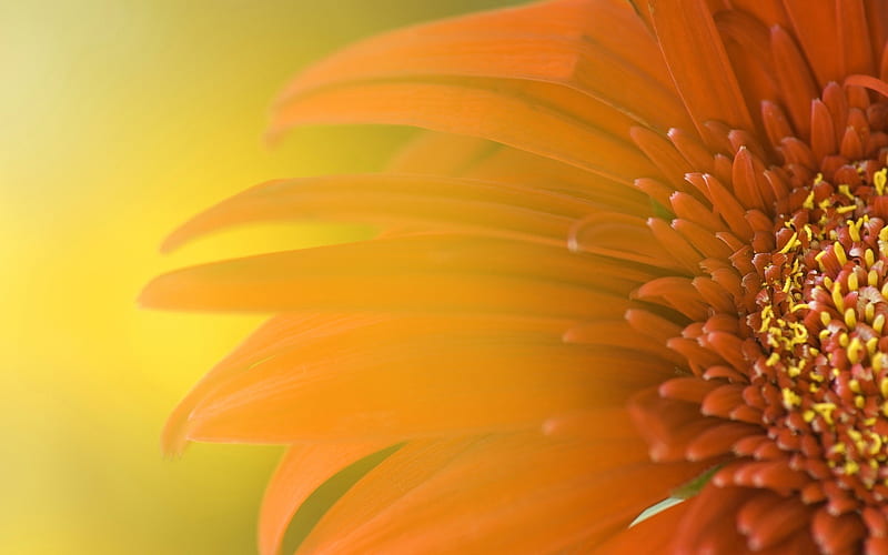 Sunflower-Summer flowers, HD wallpaper