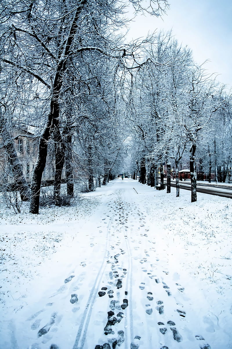 winter, snow, nature, trees, road, outdoors, HD phone wallpaper