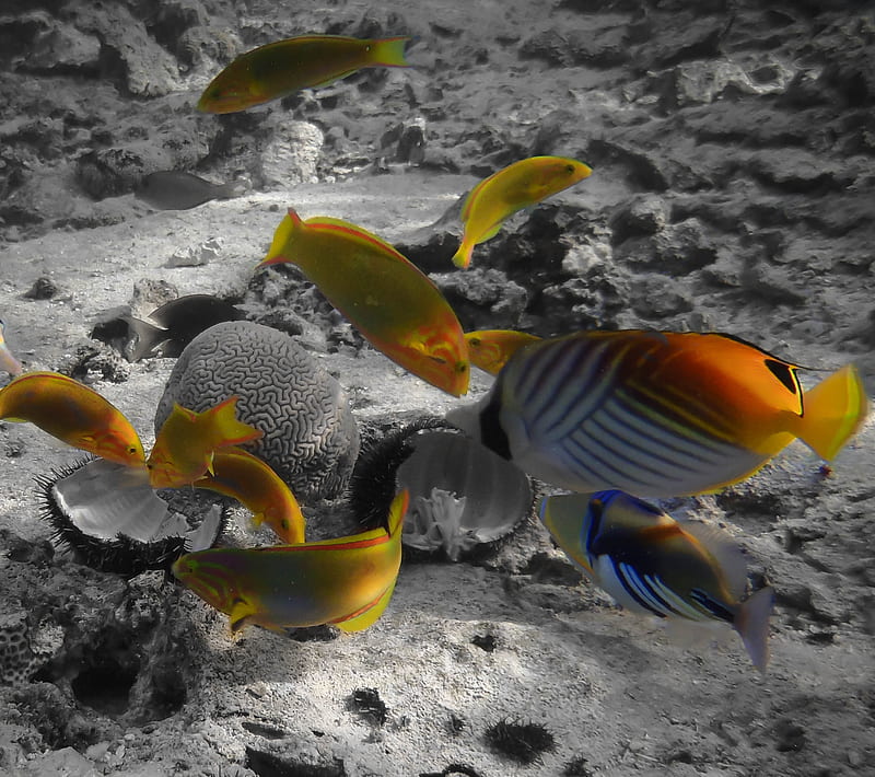 Rarotonga, diving, fish, ocean, orange, reef, scuba, sea, sub, water, HD wallpaper