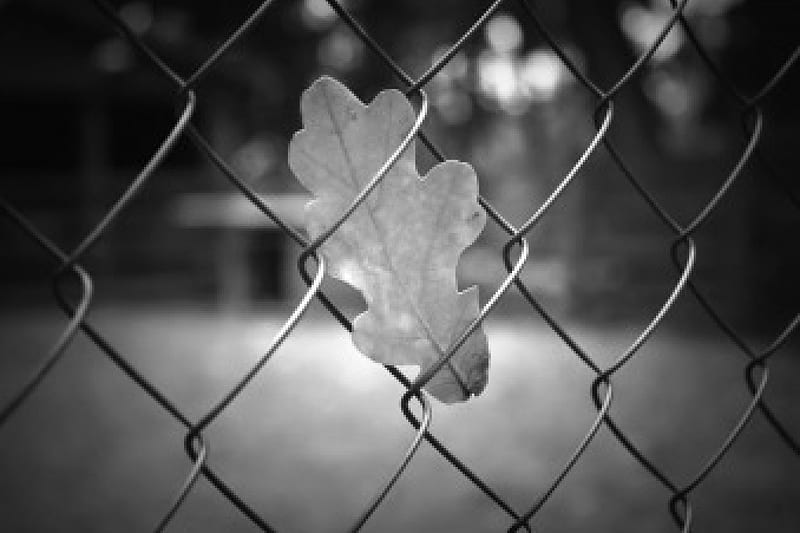 Cold November Day, Black and White, Fence, Autumn, Leaf, HD wallpaper
