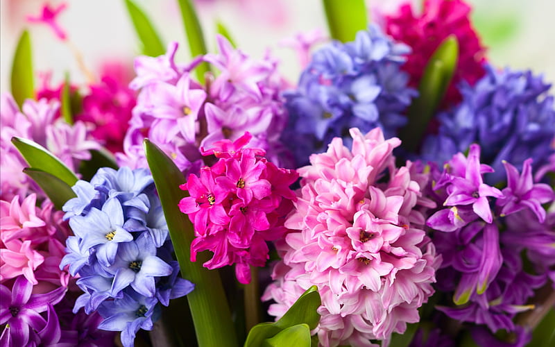 Spring Hyacinths, flowers, Spring, Hyacinths, Hyacinth, HD wallpaper