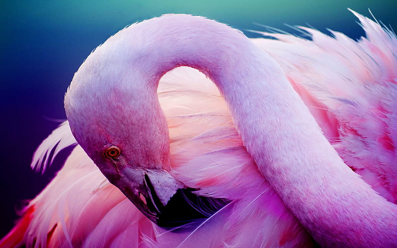 pink flamingo, close-up, wildlife, pink bird, flamingos, phoenicopterus, HD wallpaper