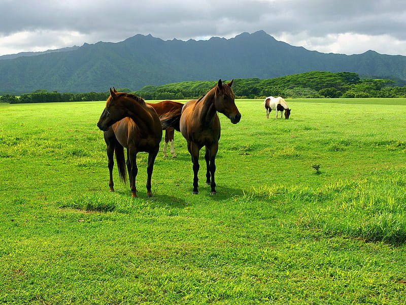 Horses at prairie, horse, green, grass, field, HD wallpaper