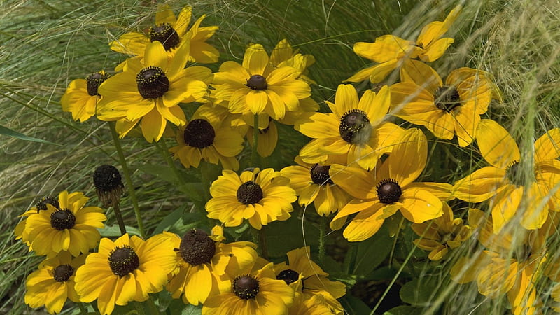 *** Yellow Rudbeckia ***, rudbekia, kwiaty, zolta, nature, HD wallpaper