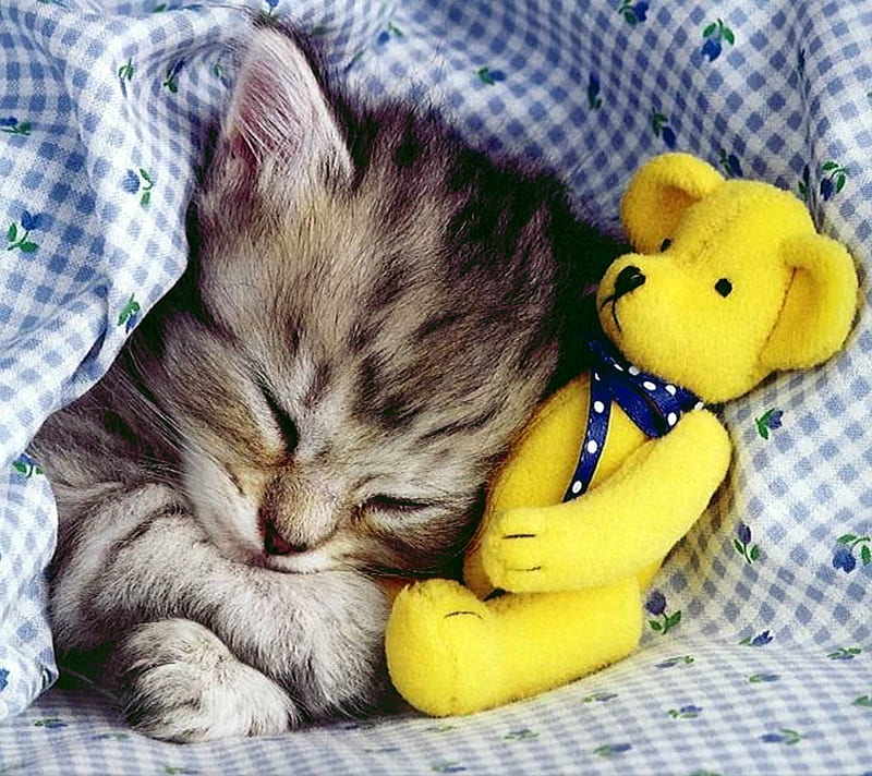 Sleepy Baby Kitty, animal, cute, kitten, love, pet, HD wallpaper