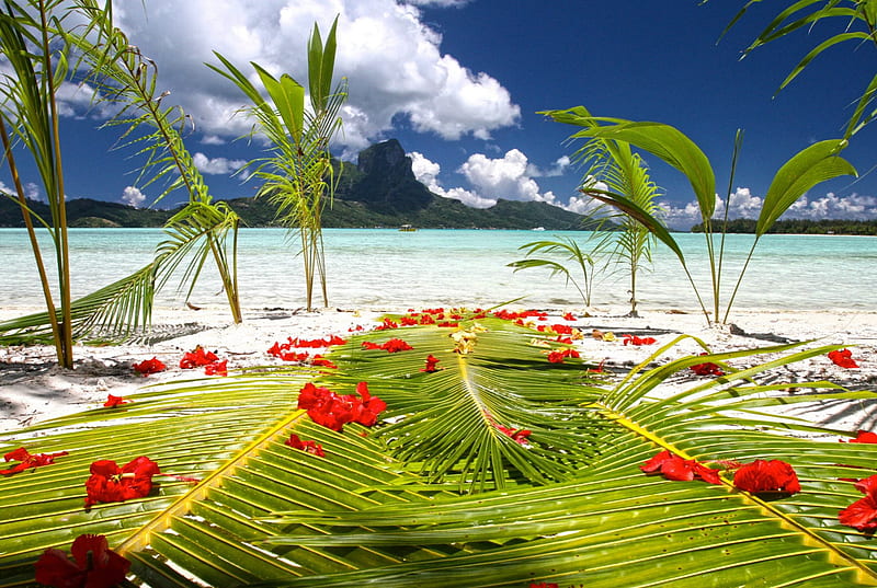 Bora Bora Tahiti Wedding Ceremony Preparations on Beach by Blue Lagoon Polynesia, reef, hibiscus, palm, marriage, sea, atoll, marry, ceremony, lagoon, bora bora, leaves, sand, flowers, luxury, blue, exotic, islands, holiday, tahitian, ocean, coral, escape, wedding, elope, paradise, island, tahiti, white, tropical, vows, HD wallpaper