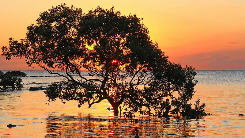 sunset behind a tree submerged at sea, shadow, sunset, tree, sea, HD wallpaper