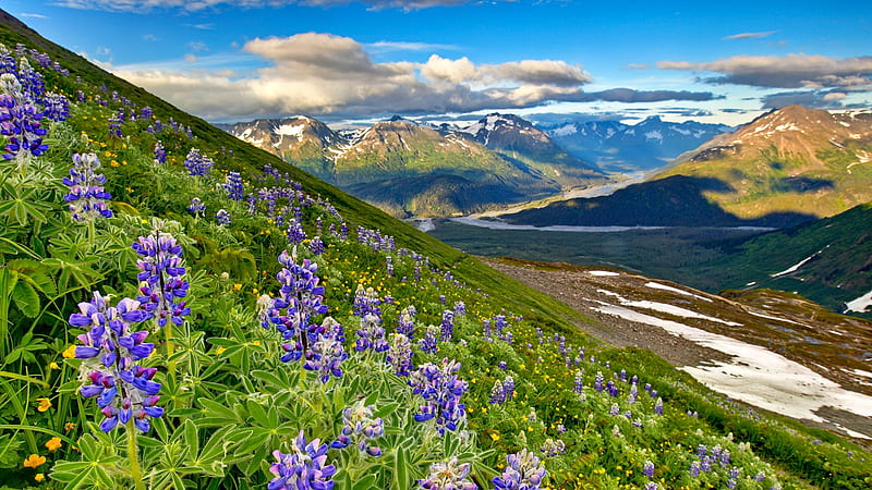 Lupins in Kenai Fjords National Park at summer, Alaska, national park, wildflowers, slope, fjord, summer, lupins, USA, lake, mountain, landscape, HD wallpaper