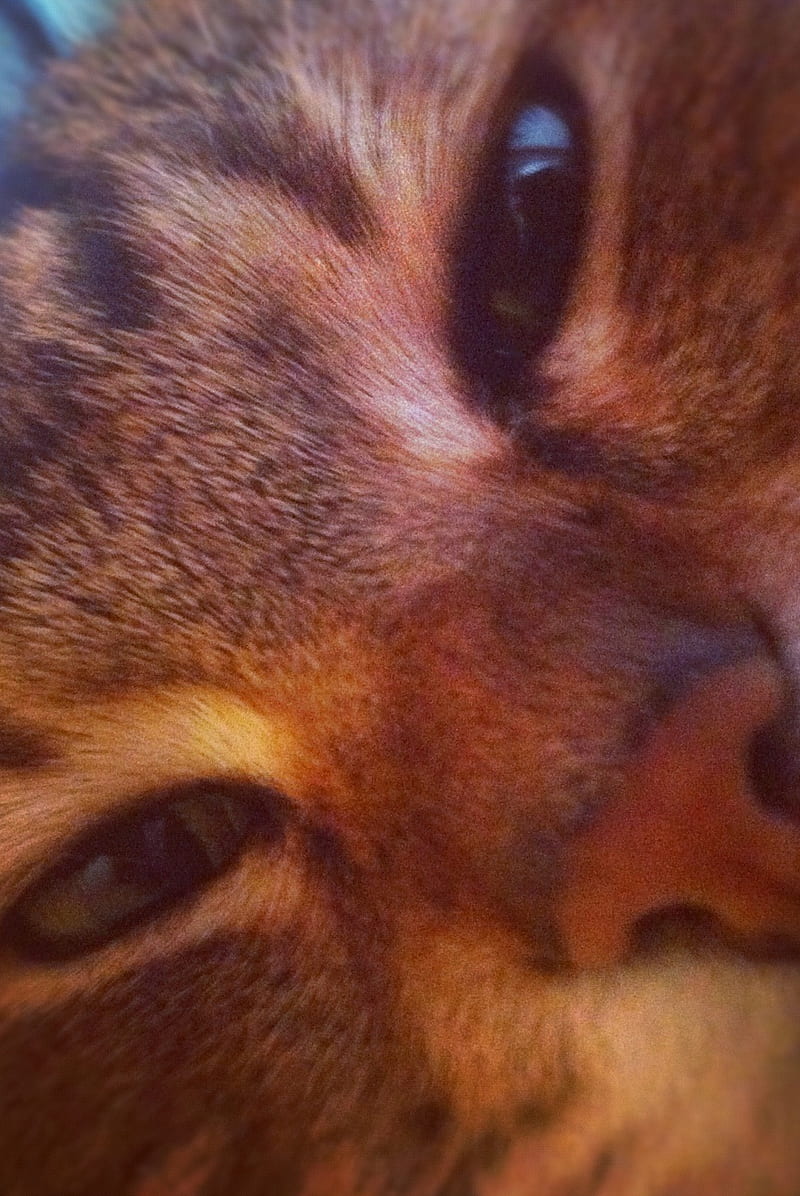 Silo, cat, HD phone wallpaper