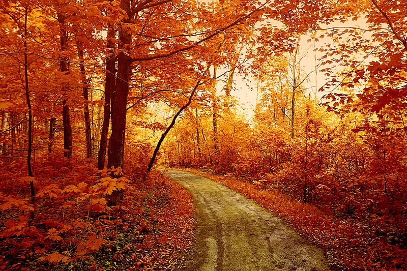 1920x1080px, 1080P free download | Autumn walk, fall, autumn, leaves ...