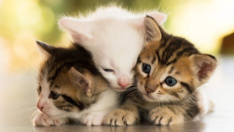 Cute Three Kittens, kittens, cute, cat, animal, HD wallpaper | Peakpx