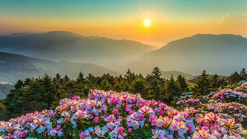 Mountains in Spring, sunset, asia, rhododendron, blossoms, trees, mist, HD wallpaper