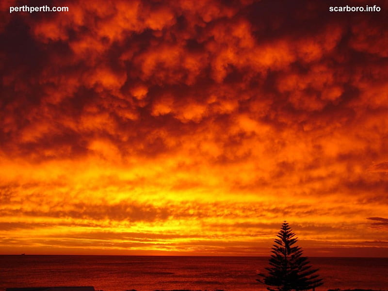 Ocean Sunset, Perth, tree, orange sunset, ocean, australia, clouds, perth, HD wallpaper