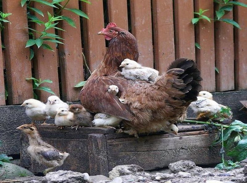Как ходит курица. Hen with her chicks.
