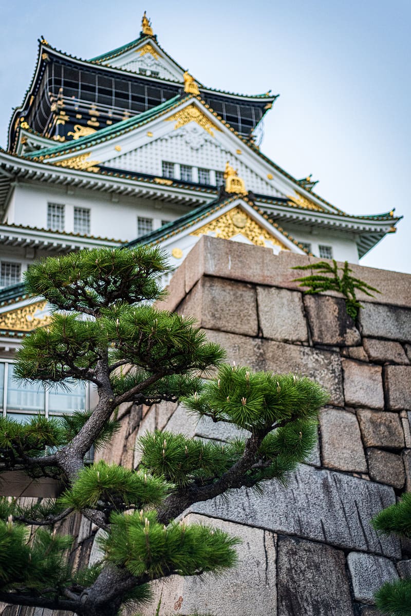pagoda, building, architecture, tree, pine needles, HD phone wallpaper