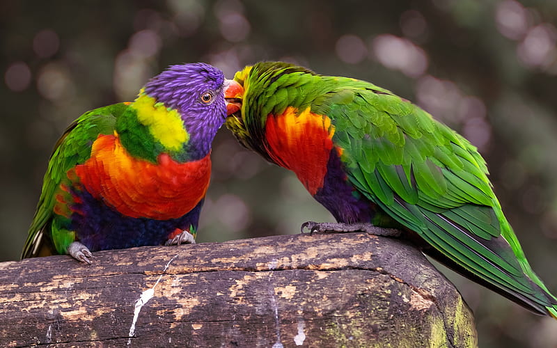 Lovebird, parrots, tropical birds, beautiful green parrots, HD wallpaper