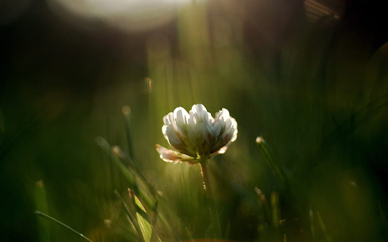 Hazy flowers-Life because of you beautiful, HD wallpaper