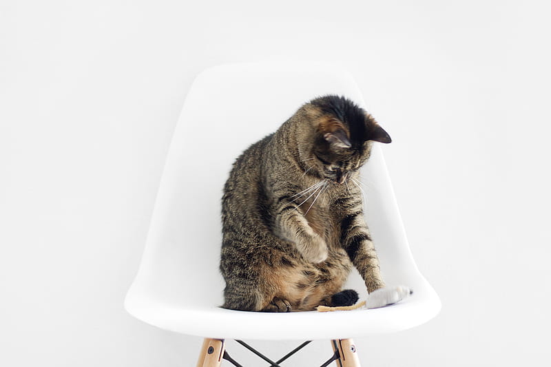 brown tabby cat sitting on bar stool, HD wallpaper