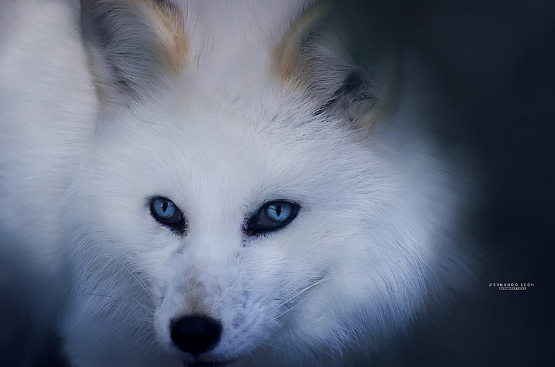 Snow fox, animal, animals, black, lone, scar, scars, white, wolf, HD ...