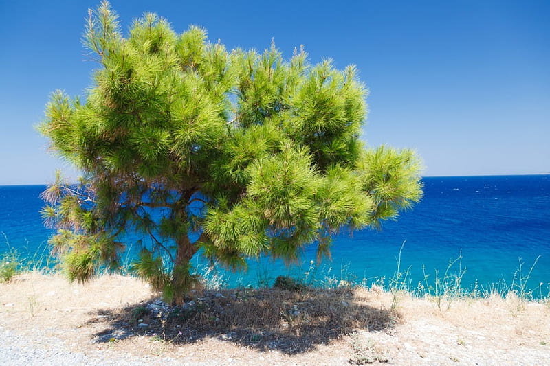 Pine Tree Seaside, Sea, Trees, Oceans, Nature, HD wallpaper