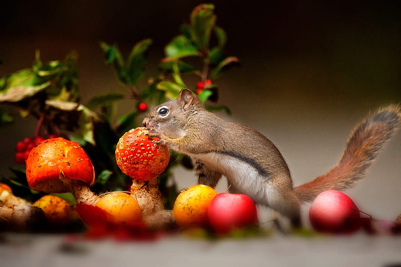 squirrel with mushrooms and apples, squirrel, fly agarics, apples, mushrooms, branches, rodent, animal, HD wallpaper
