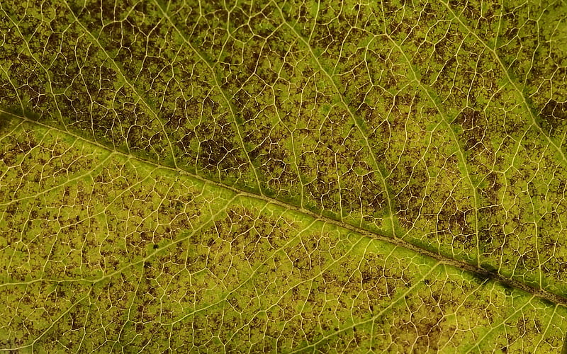 green leaf texture, green natural background, eco concepts, leaf texture, HD wallpaper