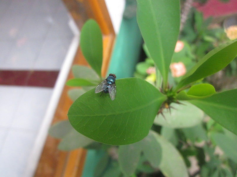 Green Fly, hijau, fly, green, ade, laleur, lalat, HD wallpaper