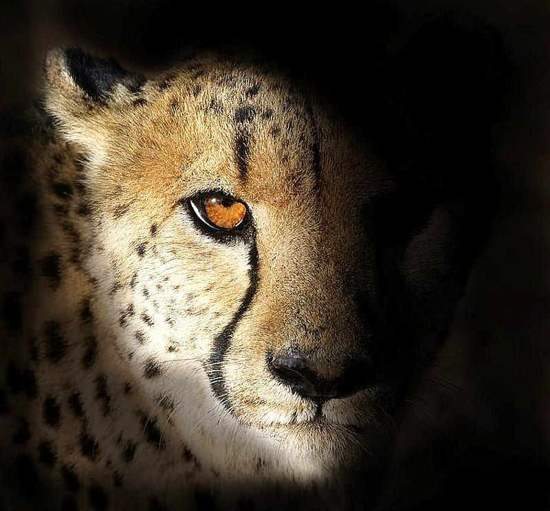 Shadow cat, leopard, spotted, shadow, face, hidden, HD wallpaper