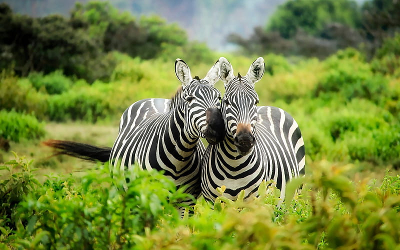 zebra, wildlife, Africa, Kenya, safari, green trees, savannah, HD wallpaper