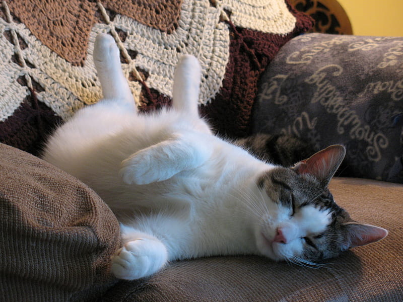 I'm That Flexible!!, furry, funny, cats, Animals, HD wallpaper