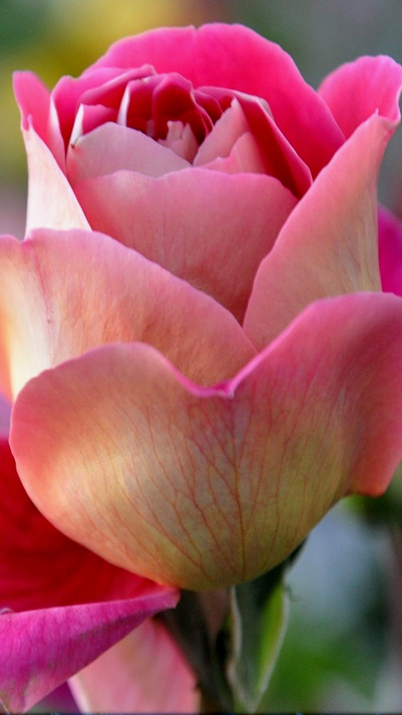 Flower Power 18 Best Cool Druffix Iphone Love Nature Rose Samsung Hd Mobile Wallpaper Peakpx