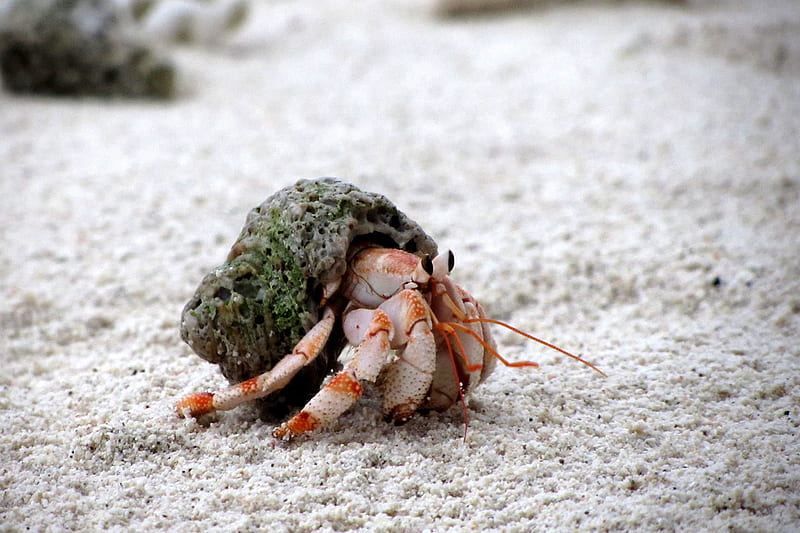 of Strawberry Hermit Crab (Coenobita perlatus) Â· iNaturalist, HD wallpaper