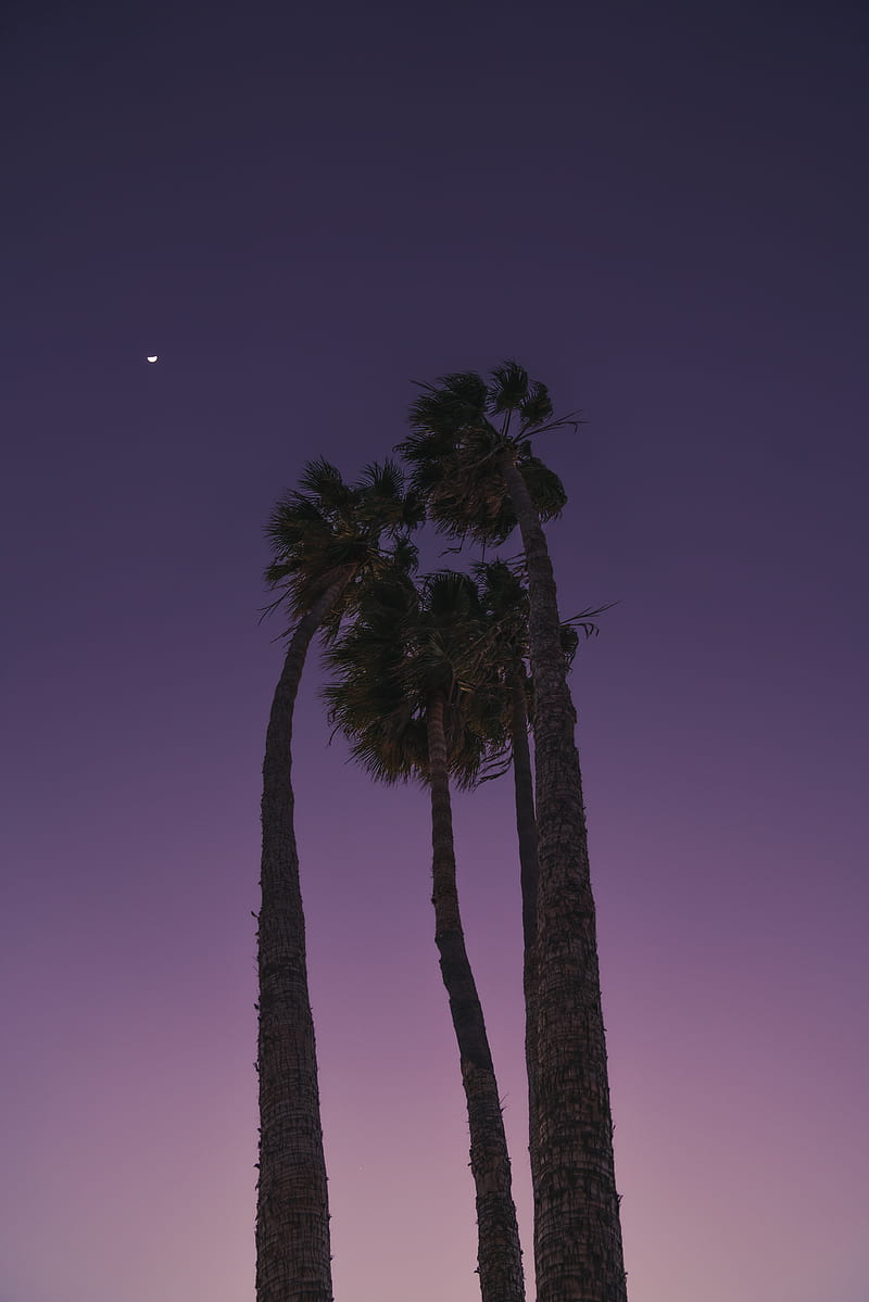 From below dark tall palms against sunset sky in pink and purple colors, HD phone wallpaper
