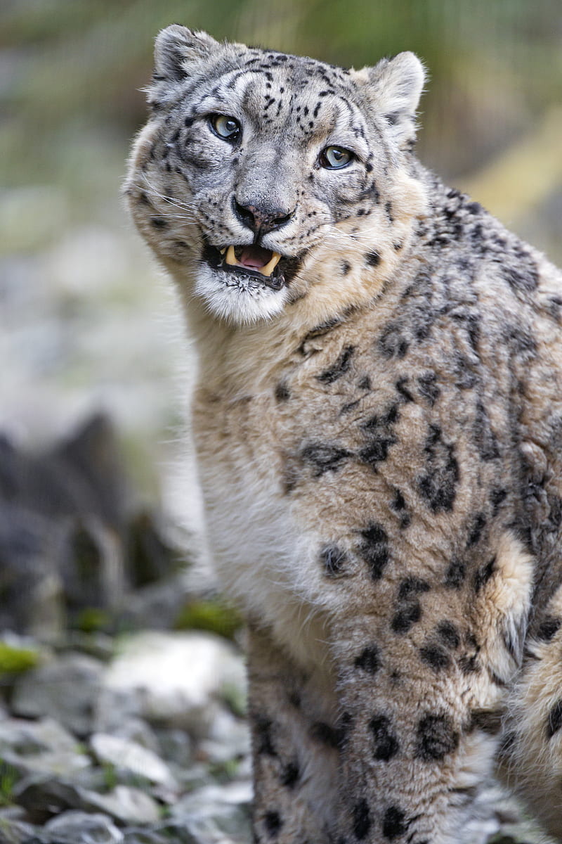 snow leopard, predator, big cat, spots, HD phone wallpaper