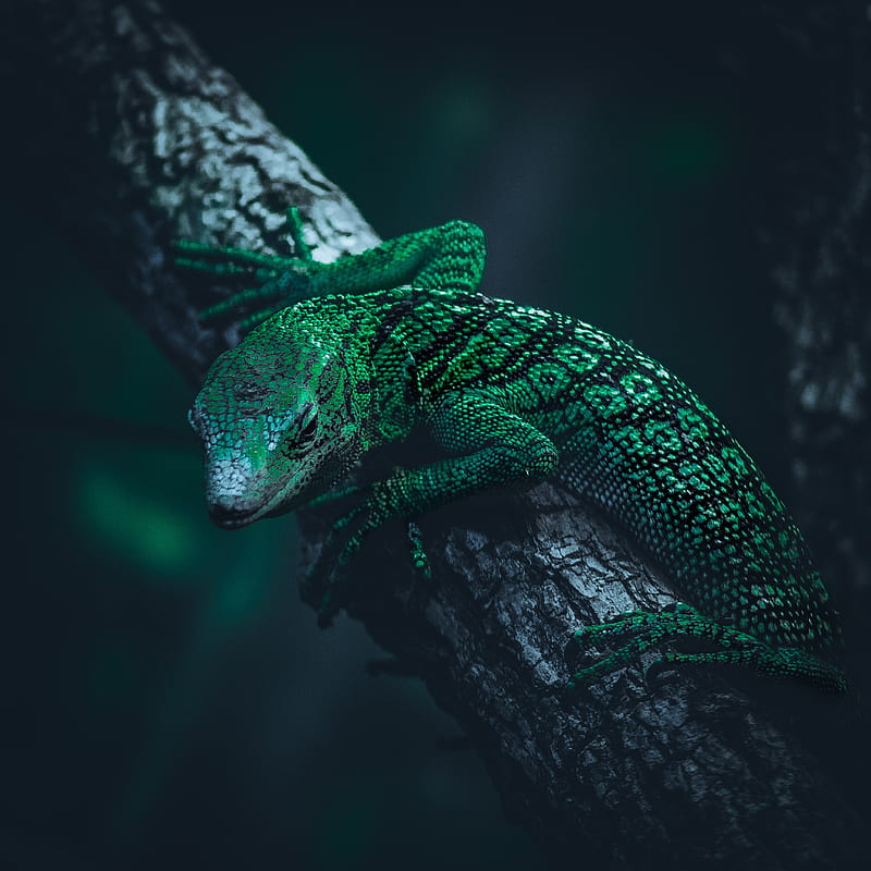 lizard, reptile, green, HD phone wallpaper