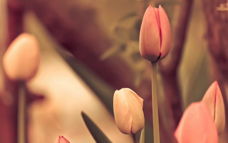 Tulipanes, flores, pétalos, Fondo de pantalla HD | Peakpx