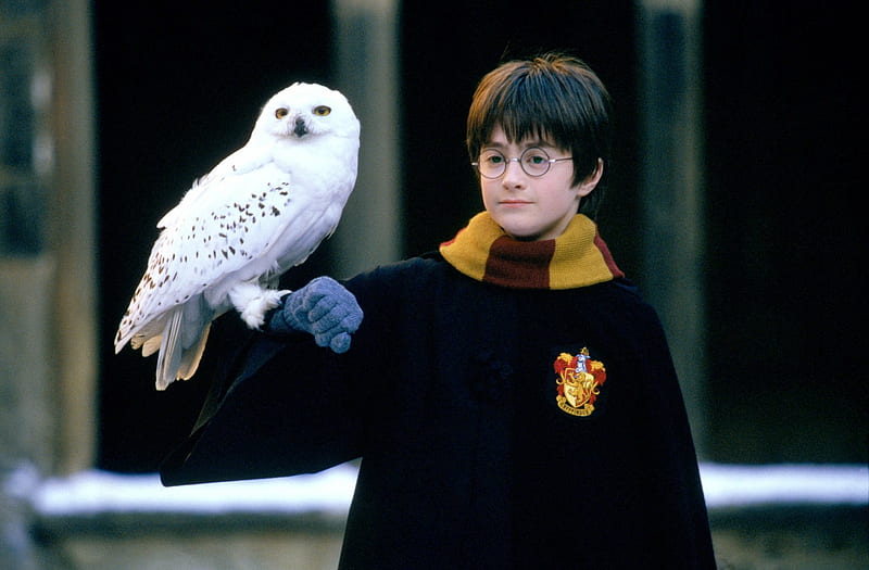 Harry Potter, Harry Potter and the Philosopher's Stone, Daniel Radcliffe , Harry Potter , Hedwig (Harry Potter), HD wallpaper