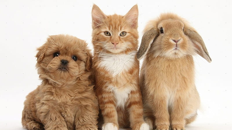 Sweet friends, kitten, cat, rabbit, bunny, puppy, dog, HD wallpaper