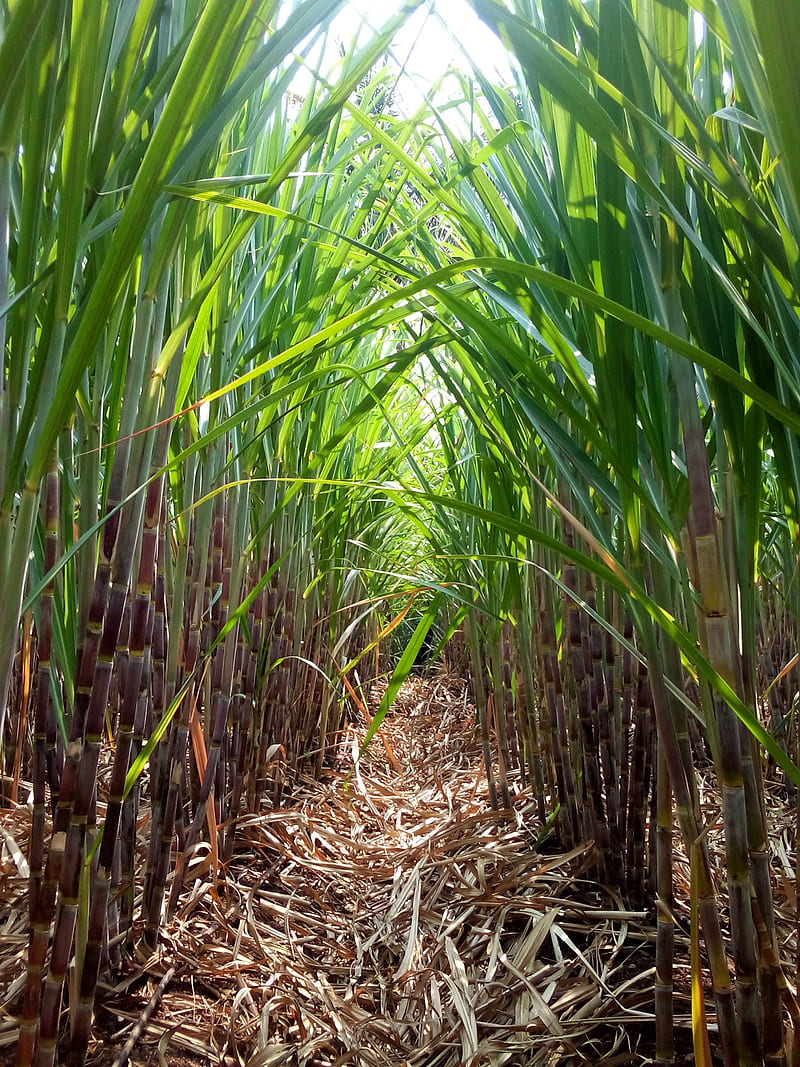 Sugar cane, nature, sugarcane, HD phone wallpaper