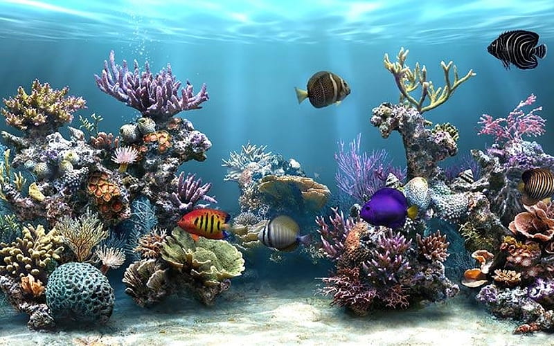 Underwater, coral, fish, plants, HD wallpaper