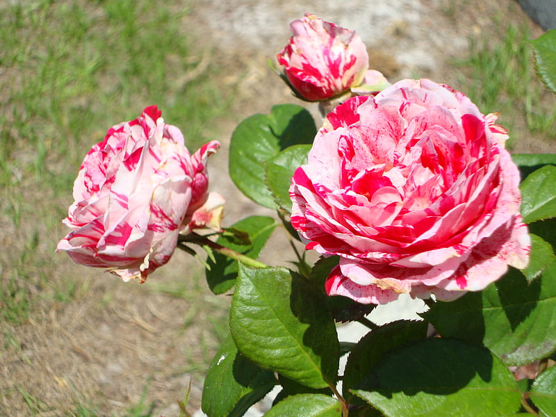 Candy Cane Trio, flower, florida, candy cane, rose, HD wallpaper | Peakpx