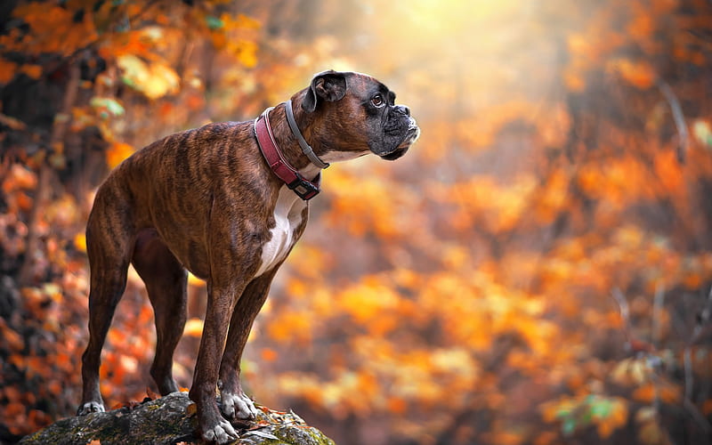 boxer, brown dog, autumn, yellow trees, forest, cute animals, pets, HD wallpaper