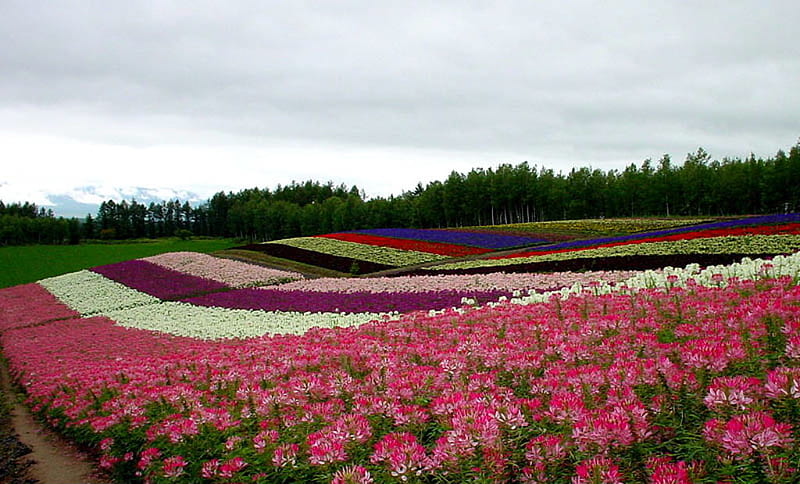 Purple Garden, purple, flowers, garden, nature, white, pink, HD wallpaper