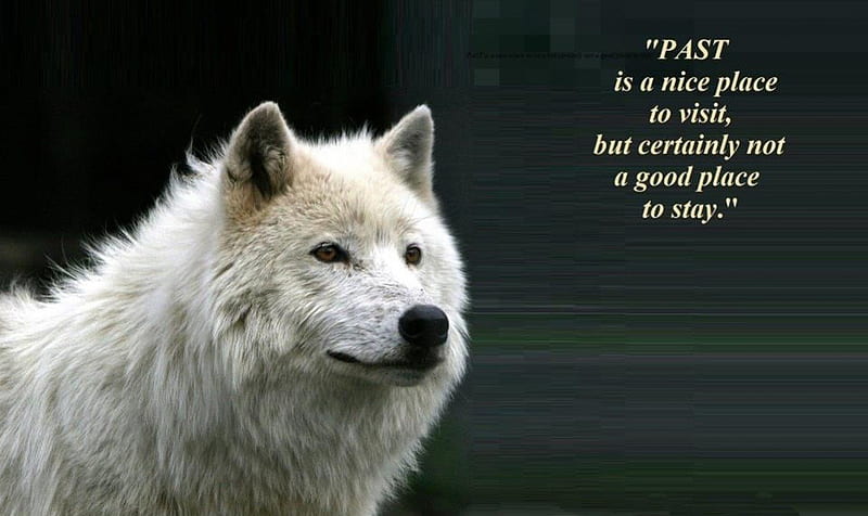 a wolf friendship, quotes, pack, dog, lobo, arctic, maned wolf nature, black, abstract, winter, timber, snow, wolf , wolfrunning, wolf, white, lone wolf, howling, wild animal black, howl, canine, wolf pack, solitude, gris, the pack, mythical, majestic, wisdom beautiful, spirit, canis lupus, grey wolf, wolves, HD wallpaper