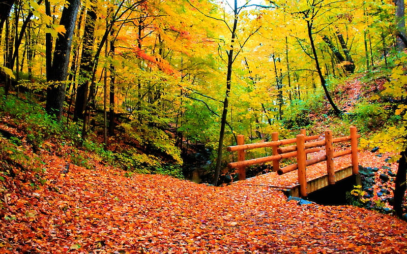 wooden bridge, fall, leaves, bridge, back, yard, HD wallpaper