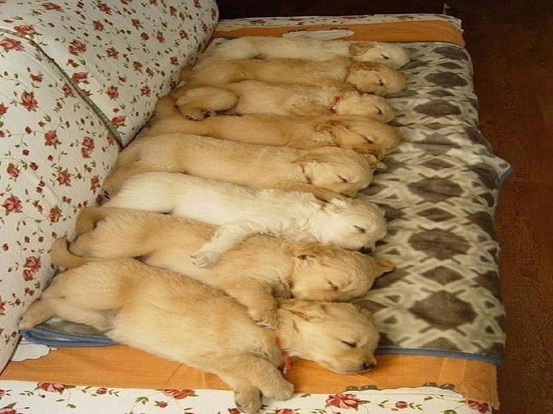 8 Little Puppies All In A Row!!, cute, puppies, row, sleep, babies, litter, sweet, HD wallpaper