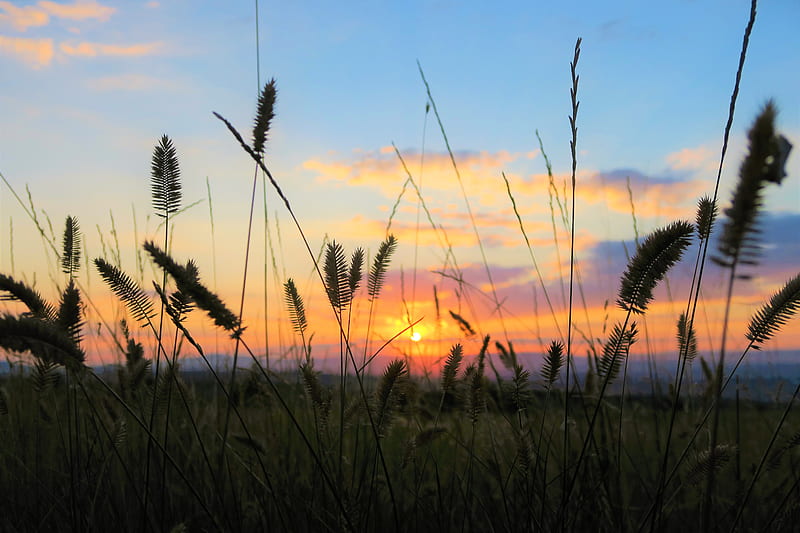 grass, field, sunset, nature, HD wallpaper